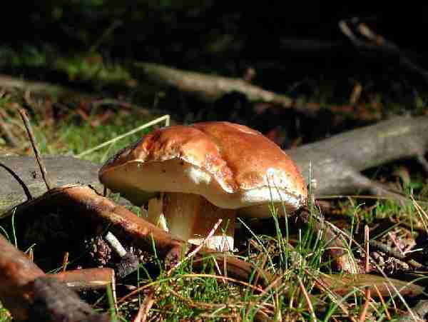  Image name: 208 Porcino.jpg 
 width: 600 pixel 
 height: 451 pixel 
 Size: 21529 bytes 
 Click to enlarge 